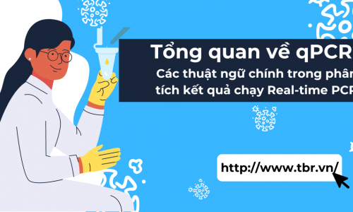 Tổng quan về qPCR: Các thuật ngữ chính trong phân tích...