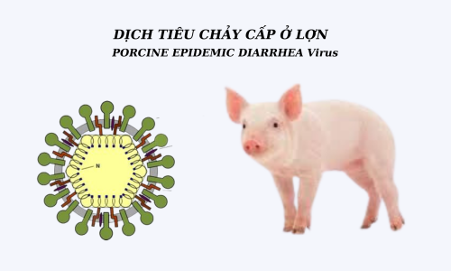 DỊCH TIÊU CHẢY CẤP Ở LỢN (PORCINE EPIDEMIC DIARRHEA- PED)