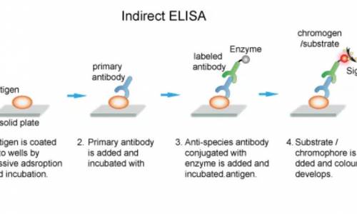 ELISA: NGUYÊN LÝ, PHÂN LOẠI, ỨNG DỤNG, SẢN PHẨM